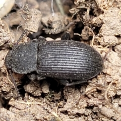 Isopteron sp. (genus) at Wamboin, NSW - 4 Mar 2023