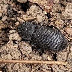 Isopteron sp. (genus) at Wamboin, NSW - 4 Mar 2023