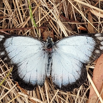 Delias harpalyce (Imperial Jezebel) at Wamboin, NSW - 4 Mar 2023 by trevorpreston