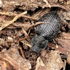 Adelium porcatum (Darkling Beetle) at Wamboin, NSW - 4 Mar 2023 by trevorpreston