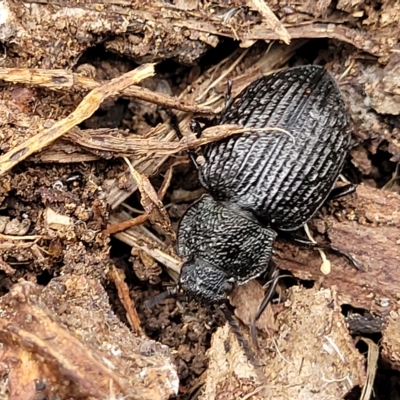 Adelium porcatum (Darkling Beetle) at QPRC LGA - 4 Mar 2023 by trevorpreston