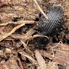 Adelium porcatum at Wamboin, NSW - 4 Mar 2023 11:58 AM