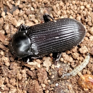 Meneristes australis at Wamboin, NSW - 4 Mar 2023