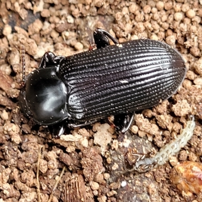 Meneristes australis (Darking beetle) at QPRC LGA - 4 Mar 2023 by trevorpreston
