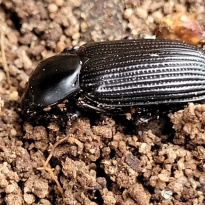 Meneristes australis at Wamboin, NSW - 4 Mar 2023 11:57 AM