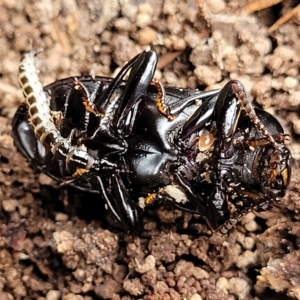 Meneristes australis at Wamboin, NSW - 4 Mar 2023 11:57 AM