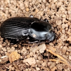 Meneristes australis at Wamboin, NSW - 4 Mar 2023 11:57 AM