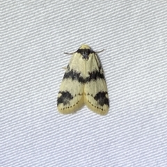 Thallarcha sparsana (Fair Footman) at Jerrabomberra, NSW - 4 Mar 2023 by SteveBorkowskis