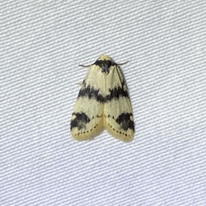 Thallarcha sparsana at Jerrabomberra, NSW - suppressed