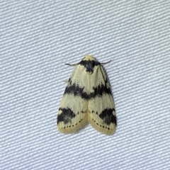 Thallarcha sparsana at Jerrabomberra, NSW - suppressed