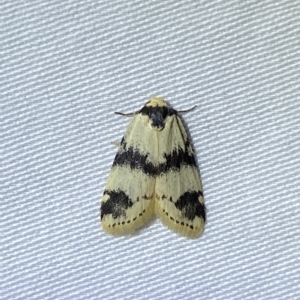 Thallarcha sparsana at Jerrabomberra, NSW - 4 Mar 2023