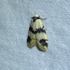 Thallarcha sparsana at Jerrabomberra, NSW - suppressed