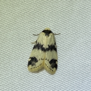 Thallarcha sparsana at Jerrabomberra, NSW - suppressed