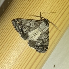Dysbatus singularis (Dry-country Line-moth) at QPRC LGA - 4 Mar 2023 by Steve_Bok