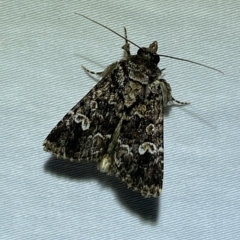Ectopatria horologa (Nodding Saltbush Moth) at QPRC LGA - 4 Mar 2023 by Steve_Bok