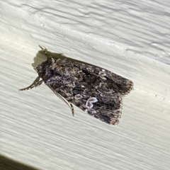 Ectopatria horologa at Jerrabomberra, NSW - 4 Mar 2023