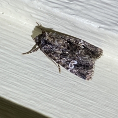 Ectopatria horologa at Jerrabomberra, NSW - 4 Mar 2023