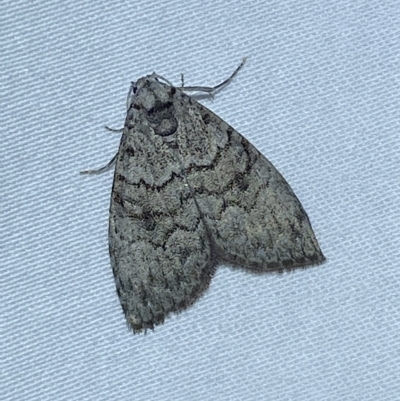 Uraba lugens (Gumleaf Skeletonizer) at Jerrabomberra, NSW - 4 Mar 2023 by SteveBorkowskis