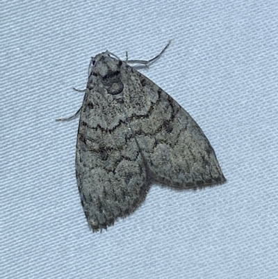 Uraba lugens (Gumleaf Skeletonizer) at Jerrabomberra, NSW - 4 Mar 2023 by Steve_Bok