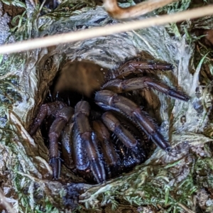 Arbanitis sp. (TBC) at suppressed by HelenCross