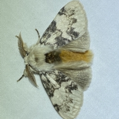 Iropoca rotundata (Iropoca rotundata) at Jerrabomberra, NSW - 4 Mar 2023 by SteveBorkowskis