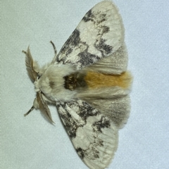 Iropoca rotundata (Iropoca rotundata) at Jerrabomberra, NSW - 4 Mar 2023 by Steve_Bok