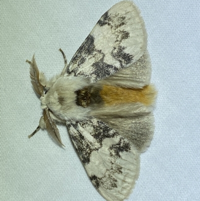 Iropoca rotundata (Iropoca rotundata) at Jerrabomberra, NSW - 4 Mar 2023 by SteveBorkowskis