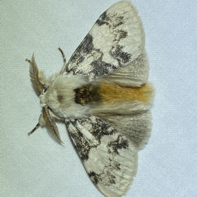 Iropoca rotundata (Iropoca rotundata) at Jerrabomberra, NSW - 4 Mar 2023 by Steve_Bok