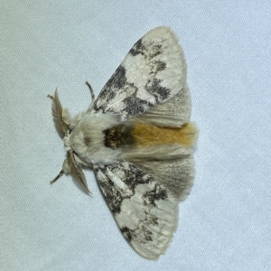 Iropoca rotundata at Jerrabomberra, NSW - suppressed