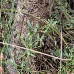 Billardiera scandens (Hairy Apple Berry) at Flea Bog Flat, Bruce - 7 Jan 2023 by Untidy