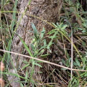 Billardiera scandens at Bruce, ACT - 7 Jan 2023