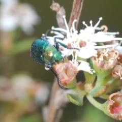 Diphucephala sp. (genus) (Green Scarab Beetle) at Tinderry Mountains - 4 Mar 2023 by Harrisi