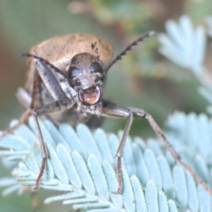 Ptilophorus sp. (genus) at Tinderry, NSW - 4 Mar 2023