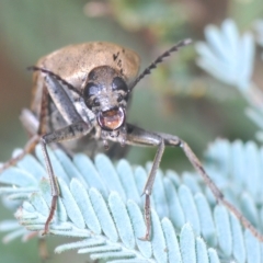 Ptilophorus sp. (genus) (Wedge-shaped beetle) at Tinderry, NSW - 4 Mar 2023 by Harrisi