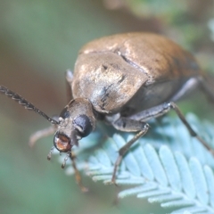 Ptilophorus sp. (genus) at Tinderry, NSW - 4 Mar 2023