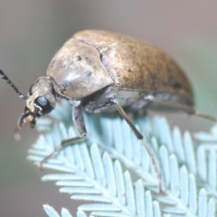 Ptilophorus sp. (genus) at Tinderry, NSW - 4 Mar 2023