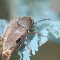 Ptilophorus sp. (genus) at Tinderry, NSW - 4 Mar 2023