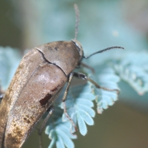 Ptilophorus sp. (genus) at Tinderry, NSW - 4 Mar 2023