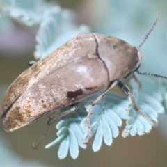 Ptilophorus sp. (genus) at Tinderry, NSW - 4 Mar 2023