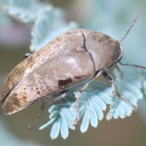 Ptilophorus sp. (genus) at Tinderry, NSW - 4 Mar 2023