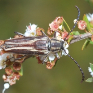 Distichocera fuliginosa at Tinderry, NSW - 4 Mar 2023