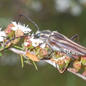 Distichocera fuliginosa at Tinderry, NSW - 4 Mar 2023