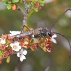 Hesthesis plorator (A longhorn beetle) at Tinderry, NSW - 4 Mar 2023 by Harrisi