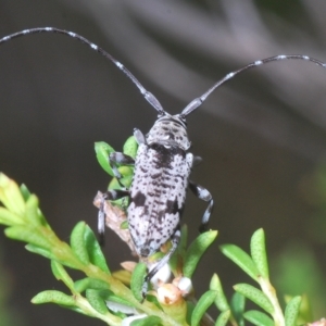 Disterna canosa at Tinderry, NSW - suppressed