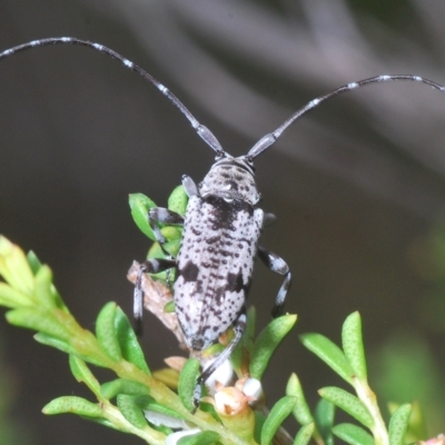 Disterna canosa (A longhorn beetle) at Tinderry, NSW - 4 Mar 2023 by Harrisi