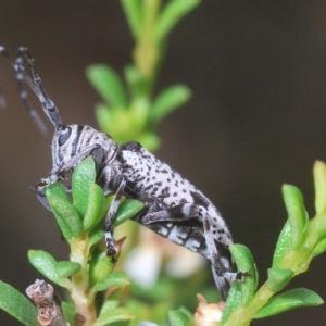 Disterna canosa at Tinderry, NSW - suppressed