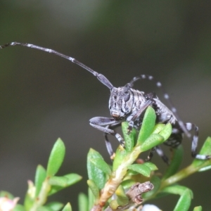 Disterna canosa at Tinderry, NSW - suppressed