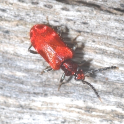 Lemodes coccinea (Scarlet ant beetle) at Tinderry, NSW - 4 Mar 2023 by Harrisi