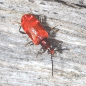 Lemodes coccinea at Tinderry, NSW - 4 Mar 2023
