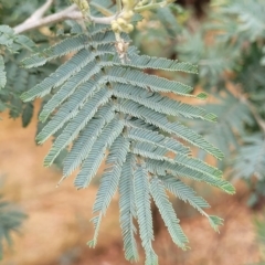 Acacia dealbata (Silver Wattle) at Wamboin, NSW - 4 Mar 2023 by trevorpreston